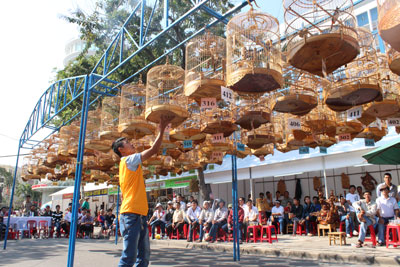 Hội thi chim chào mào chào xuân Giáp Ngọ vừa qua.