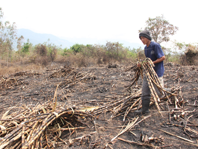 Thu hoạch mía bị cháy.