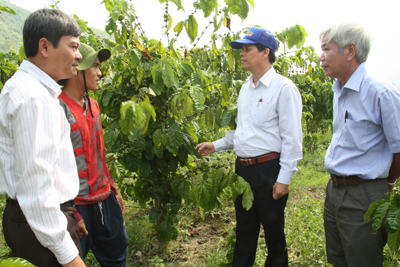 Nguyễn Tấn Tuân (thứ 2 từ trái sang) tham quan mô hình tồng cà phê của gia đình anh Cao Hồ Vân (thôn Apa 2, xã Thành Sơn)