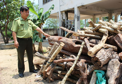 Gỗ trắc bị thu giữ tại Hạt Kiểm lâm huyện Vạn Ninh.