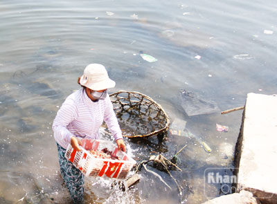 Mực được rửa bằng nước bẩn.