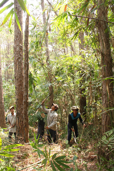 Phòng, chống cháy rừng ở Khánh Sơn: Không chủ quan, lơ là