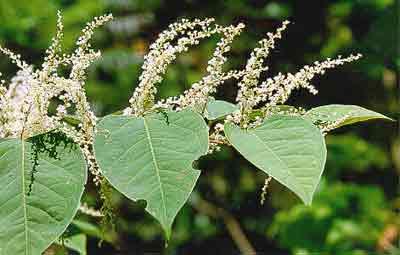 Cốt khí giúp củ trừ phong thấp