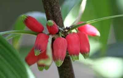 Thục hoàng sinh tân &amp; ích huyết