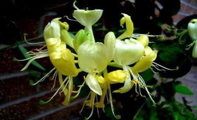 Dược thảo phòng chóng bệnh tiểu đường hay