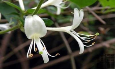 Chữa viêm tuyến lệ từ hoa kim ngân