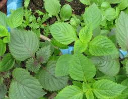 Làm trắng da bằng lá tía tô