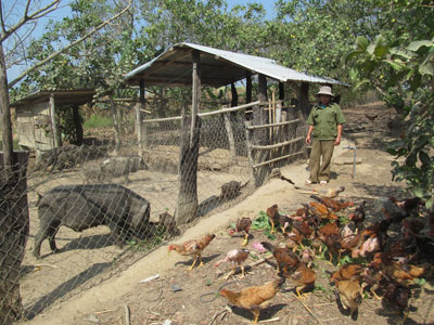 Một góc trang trại của ông Huỳnh Anh.