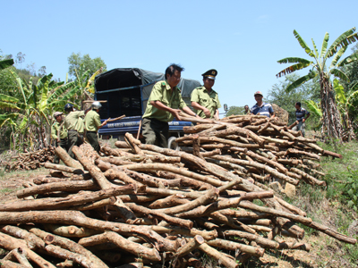 Phát hiện, thu giữ khoảng 8 tấn trắc dây tại thị xã Ninh Hòa