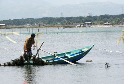Rong sụn phát triển khá tốt.