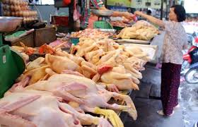 Giá gà tại các tỉnh phía Bắc đang tăng