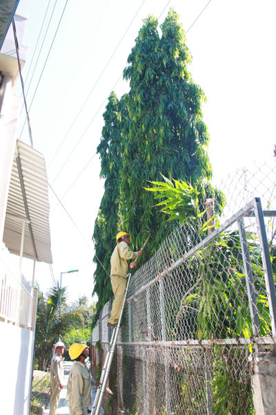 Công nhân Xí nghiệp Lưới điện cao thế ra quân dọn dẹp hành lang lưới điện.