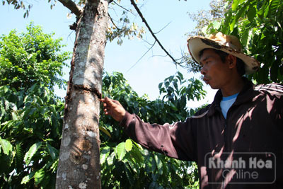 Mùa sầu riêng không yên ả