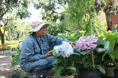  Chăm sóc hoa, cây cảnh tại vườn cây cảnh Minh Khai.