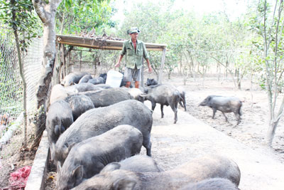 Trang trại chăn nuôi heo rừng của gia đình anh Lê Thanh Tâm.