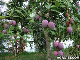 Hoàn thiện quy trình canh tác, bảo quản các giống xoài tại Cam Lâm