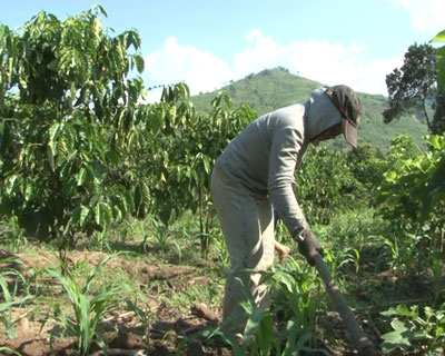 Qua mùa mới hỗ trợ giống