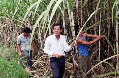                                                            Ông Nguyễn Văn Quý bên vườn giống mía mới mà ông đang trồng thử nghiệm.