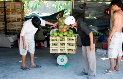 Cân xoài bán cho chủ vựa