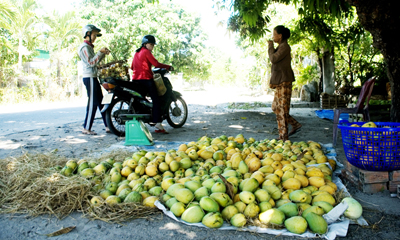 Điểm thu mua xoài nhỏ lẻ bên lề đường