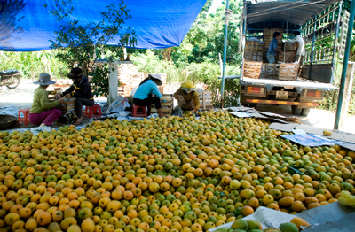 Đóng thùng, chuyển xoài chín đi các tỉnh lân cận