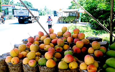 Xoài Úc - đặc sản của Cam Lâm