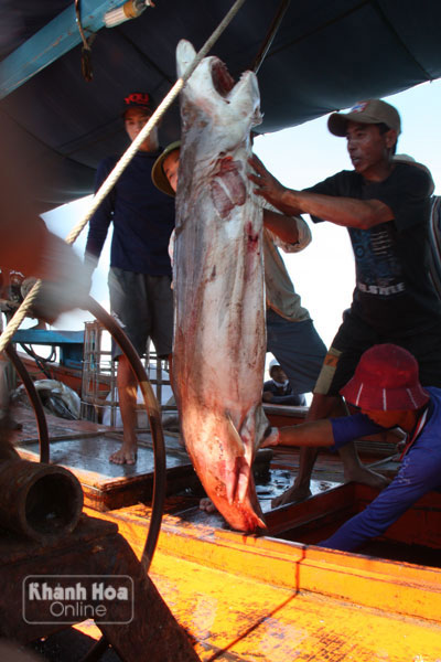 Rộn ràng chuyến biển Hoàng Sa