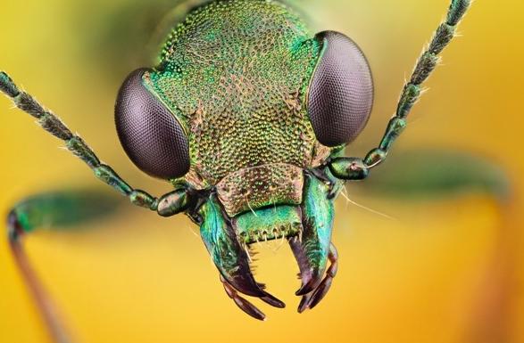 Cách giải quyết nhanh chóng khi bị côn trùng đốt