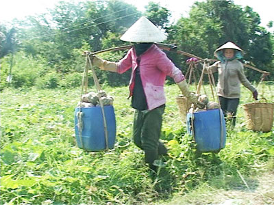 Xã Vạn Bình (Vạn Ninh): Bấp bênh bí đỏ hồ lô