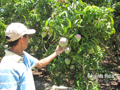 Ngon ngọt xoài Úc trên đất Khánh Hòa