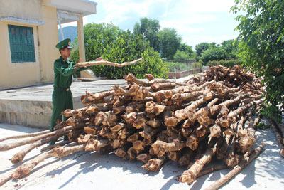 Thương lái đổ xô mua cây dẹp