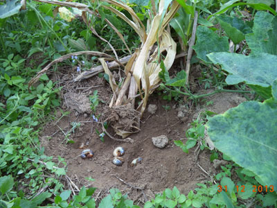 Sùng đất ẩn dưới mặt đất, ăn hết rễ khiến cây bắp bị chết khô.