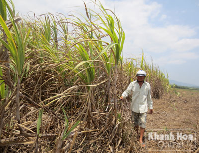 Chật vật trên đất nông trường
