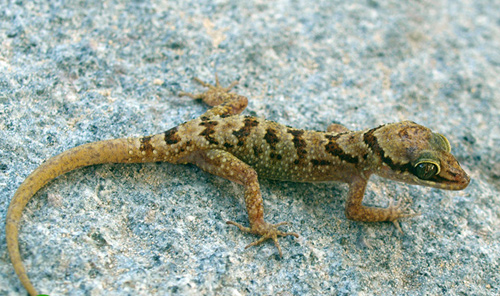 Thằn lằn ngón cực đông Cyrtodactylus cucdongensis. Ảnh: Phùng Mỹ Trung.