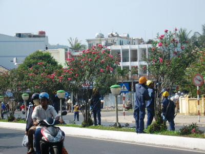 Hàng chục cây trúc đào được trồng trên đường Trần Phú.
