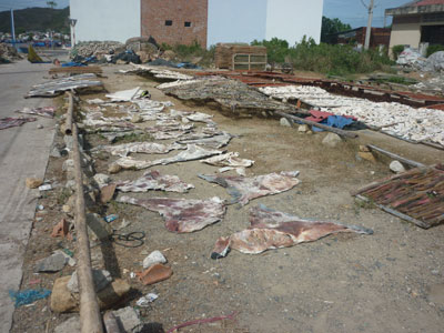 Phơi hải sản mất vệ sinh