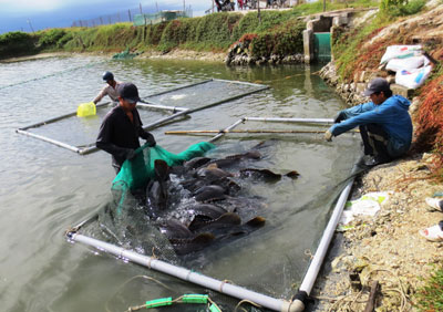 Thu mua cá mú xuất khẩu ở  TP. Cam Ranh.    