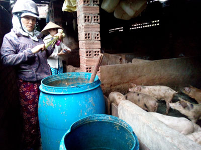 Khu vực nuôi heo của nhà ông Chính. 