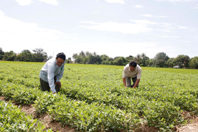 Hiệu quả từ các tổ liên kết sản xuất