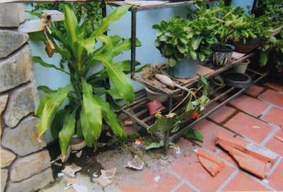 Cây cảnh nhà ông Lâm Văn Dân để trong sân cũng bị vỡ nát do đá của công trình rơi xuống.