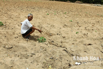 Nứt nẻ dưới nắng hạn