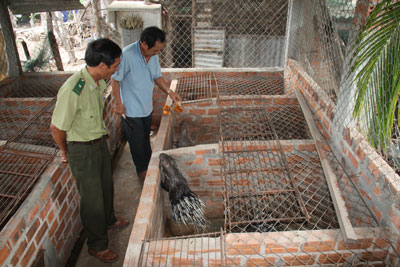 Mô hình nuôi nhím ở xã Ea Kiết Cư Mgar cho hiệu quả kinh tế cao  Báo  Đắk Lắk điện tử