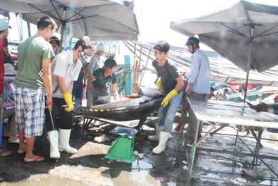 Cá ngừ đại dương do ngư dân Khánh Hòa khai thác.  )