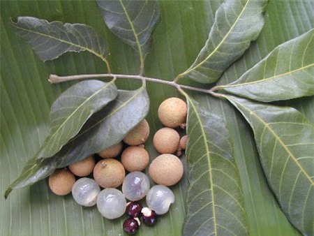 Món ăn, bài thuốc trị chứng đái dầm ở trẻ nhỏ