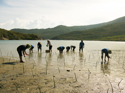 Trồng cây ngập mặn.