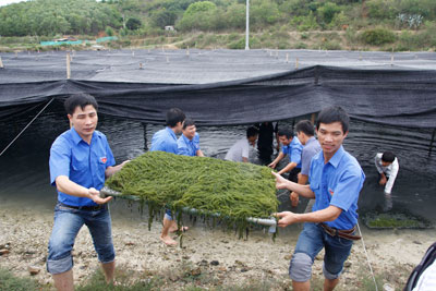  * Anh Võ Hoàn Hải, Bí thư Tỉnh đoàn: Thời gian qua, các hoạt động tình nguyện của tuổi trẻ Đoàn khối các cơ quan tỉnh ngày càng đi vào chiều sâu. Nhiều công trình, phần việc thanh niên được Đoàn khối thực hiện hiệu quả, tạo hiệu ứng tốt cho các cơ sở đoàn, đặc biệt để lại ấn tượng sâu sắc trong người dân. Tôi mong thời gian tới, Ban Thường vụ Đoàn khối tiếp tục có những mô hình hay, thiết thực, góp phần nâng cao chất lượng sinh hoạt đoàn, để lại dấu ấn đậm nét trong phong trào chung của tỉnh.   *Đoàn viên, thanh niên giúp người dân phường Ninh Hải, thị xã Ninh Hòa trồng rong nho trên vỉ.