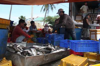 Bumper crop of groupers and barramundies in Cam Ranh