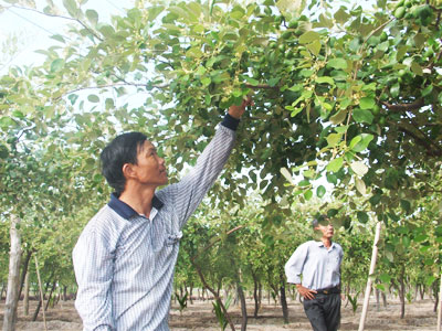 Đa dạng hóa mô hình liên kết để thúc đẩy sản xuất