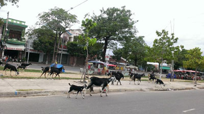 Thả dê trên phố