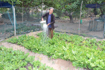 Trồng cây tam thất: Cần thận trọng khi tăng diện tích